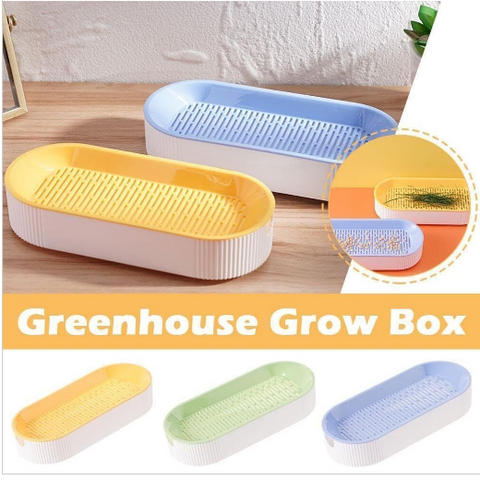 AMP305 貓草盒 (附種子)