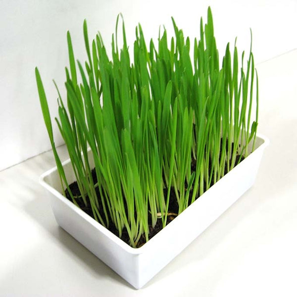 Cattyman -84107 鮮貓草 (貓の生野菜 2份裝)