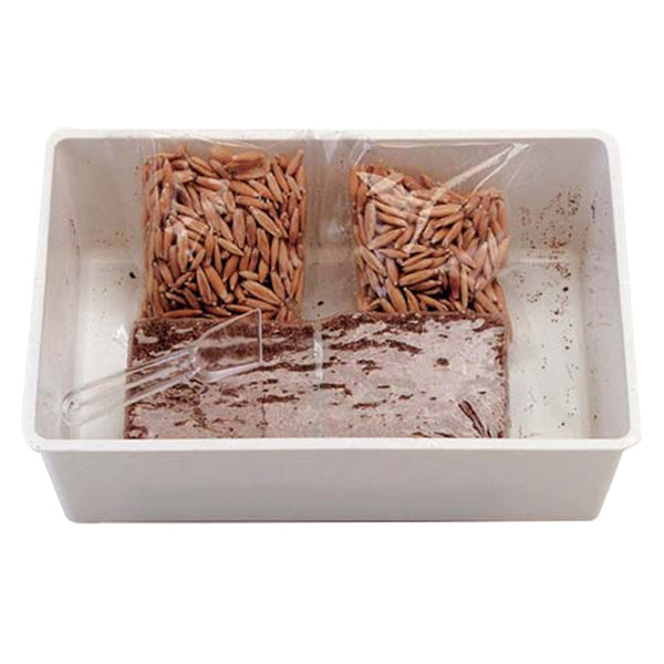 Cattyman -84107 鮮貓草 (貓の生野菜 2份裝)